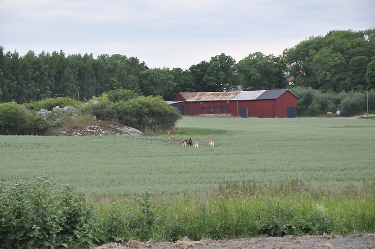 Centerpartiet vill ha regional livsmedelsstrategi