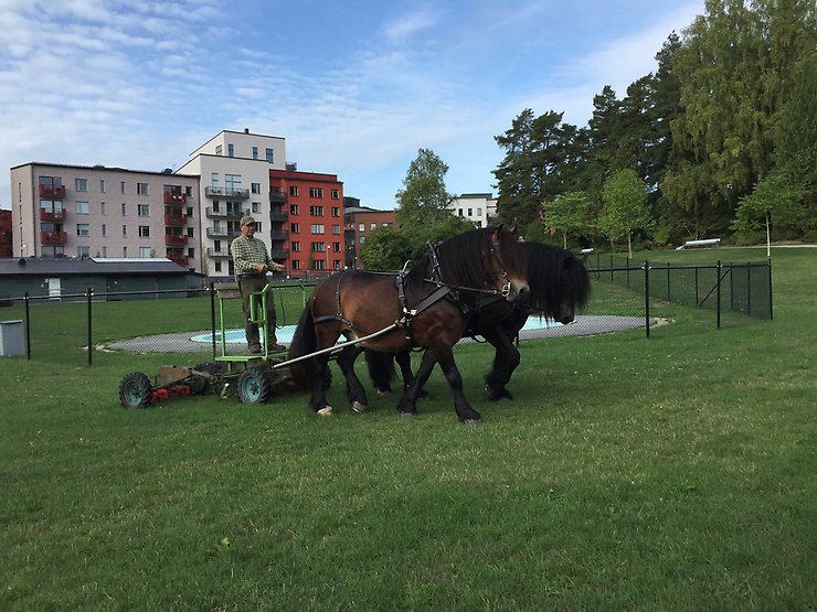 Gräsklippning med häst