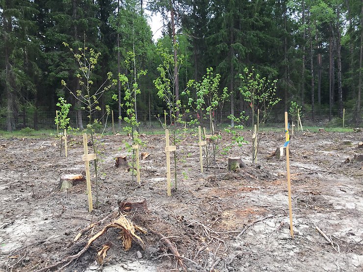 Plantering av ädellövskog